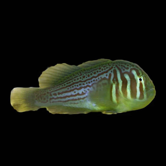 Marine Fish|Green Coral Goby - Gobiodon histrio|Cradle Coast Pet & Aquarium