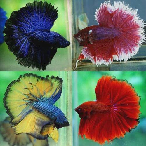 half moon betta - betta splendens - cradle coast pet & aquarium