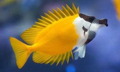 haz - foxface rabbitfish - siganus vulpinis - cradle coast pet & aquarium