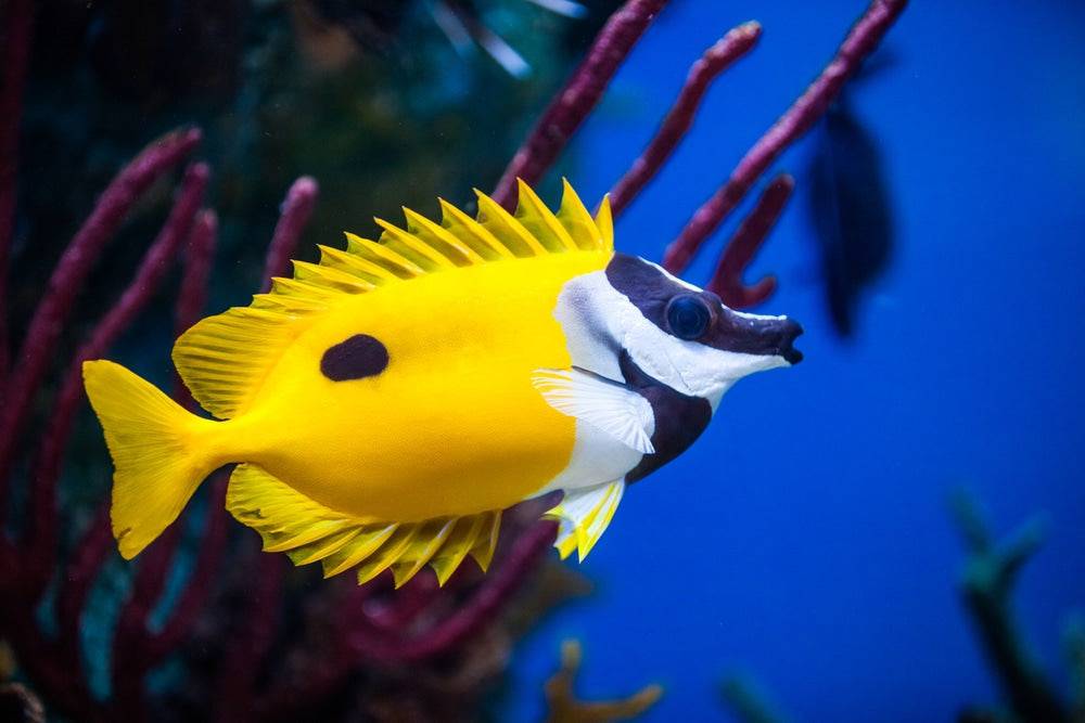 haz - foxface rabbitfish - siganus vulpinis - cradle coast pet & aquarium