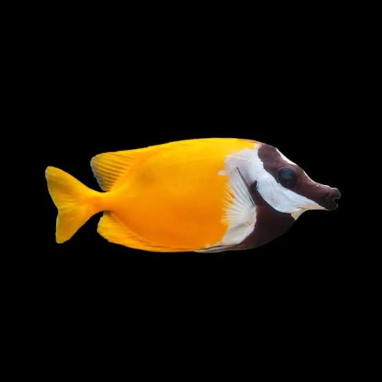 haz - foxface rabbitfish - siganus vulpinis - cradle coast pet & aquarium