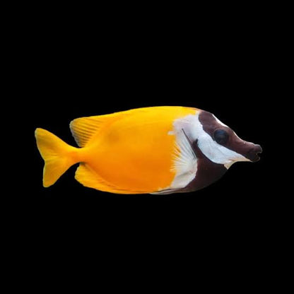 HAZ - Foxface Rabbitfish - Siganus vulpinis - Cradle Coast Pet & Aquarium