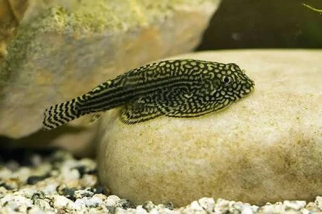 hillstream loach - sewellia lineolata - cradle coast pet & aquarium