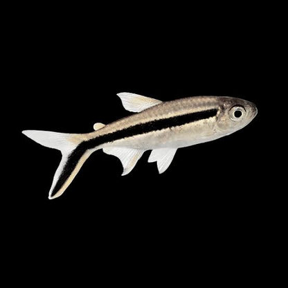 Freshwater Fish|Hockey Stick Tetra - Thayeria boehlkei|Cradle Coast Pet & Aquarium