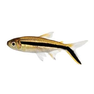 Freshwater Fish|Hockey Stick Tetra - Thayeria boehlkei|Cradle Coast Pet & Aquarium