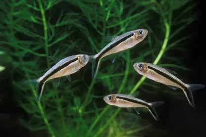 Freshwater Fish|Hockey Stick Tetra - Thayeria boehlkei|Cradle Coast Pet & Aquarium
