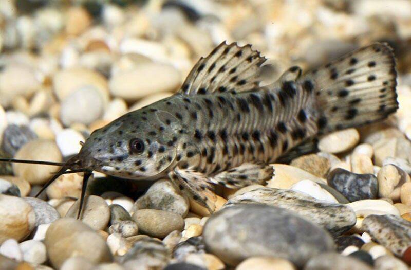 hoplo catfish - megalechis thoracata - cradle coast pet & aquarium