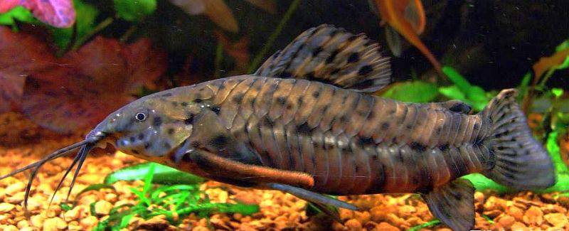 hoplo catfish - megalechis thoracata - cradle coast pet & aquarium