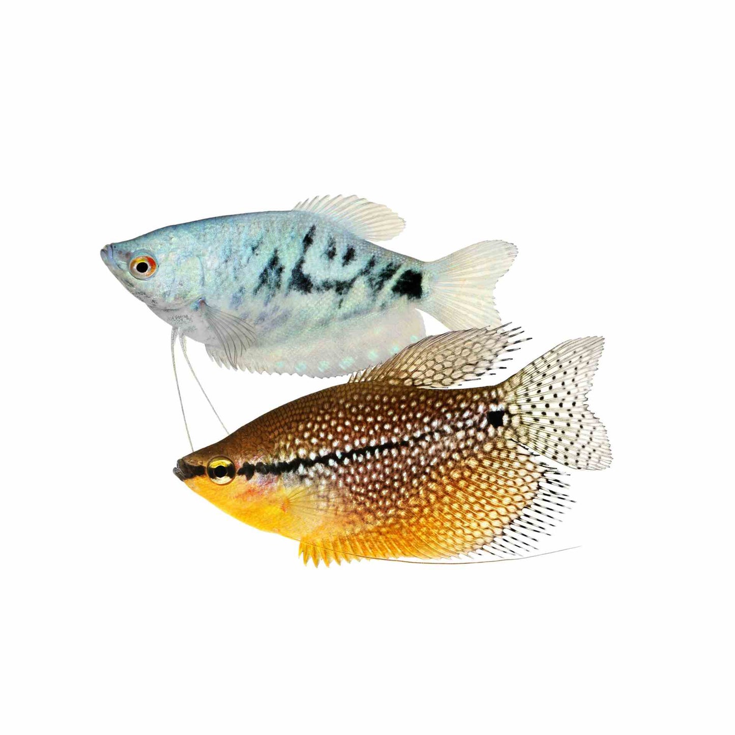 silver lace opal gold gourami - trichopodus trichopterus