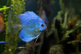 blue diamond discus - symphosodon sp. - cradle coast pet & aquarium