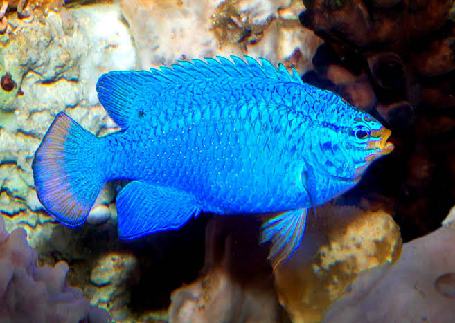 blue devil damselfish - chrysiptera cyanea