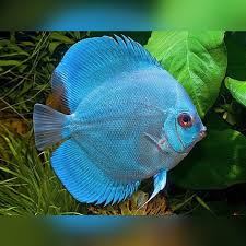 blue diamond discus - symphosodon sp. - cradle coast pet & aquarium