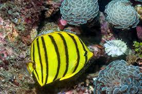 eight striped butterfly - chaetodon octofasciatus