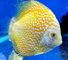 yellow pigeon checkerboard discus - symphosodon sp. - cradle coast pet & aquarium