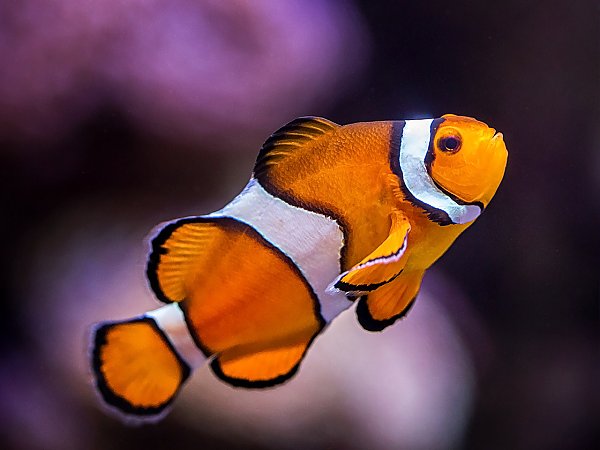 orange & white clownfish - amphiprion occellaris