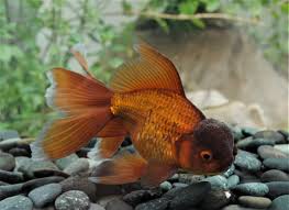 chocolate oranda - carassius auratus - cradle coast pet & aquarium