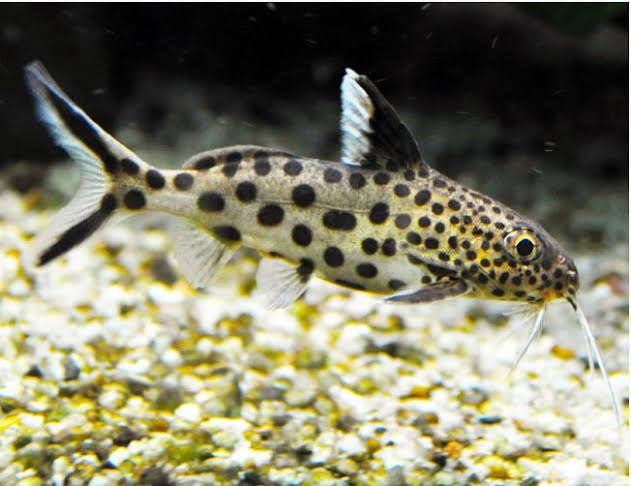 cuckoo catfish - synodontis multipunctatus