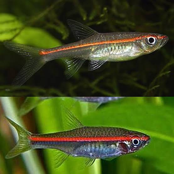 red line rasbora - rasbora pauciperforata