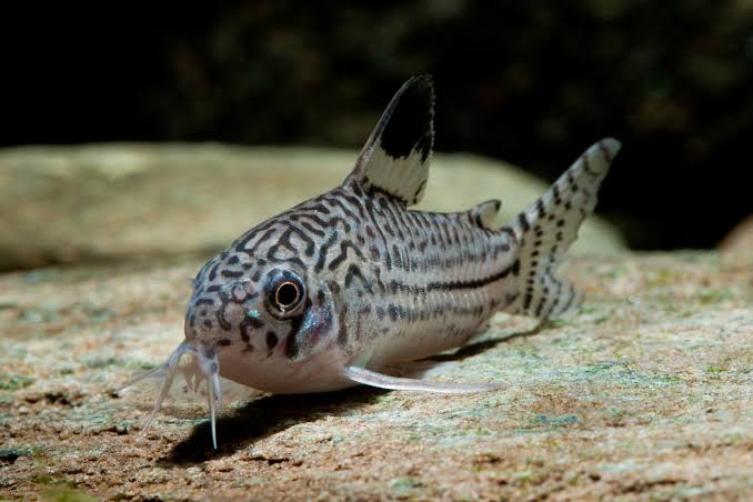 three lined corydora - corydoras trilineatus