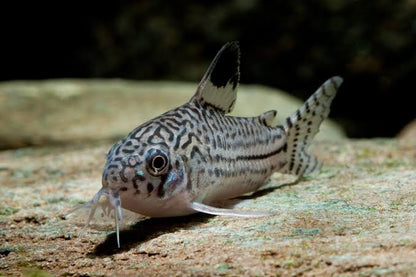 Three Lined Corydora - Corydoras trilineatus