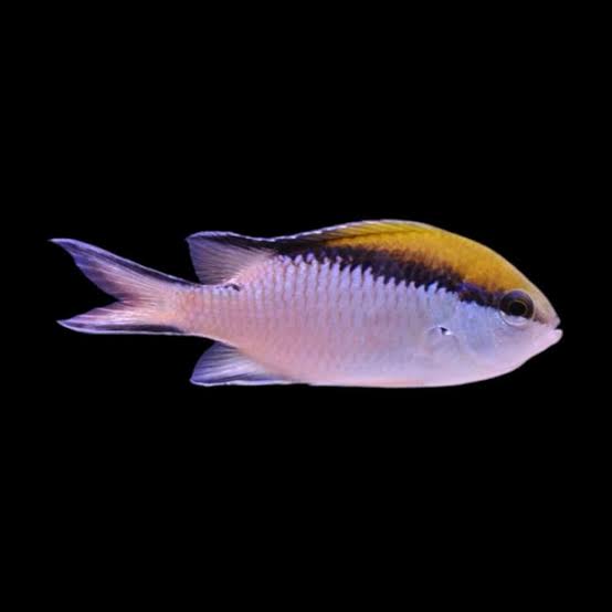 barrier reef chromis - chromis nitida