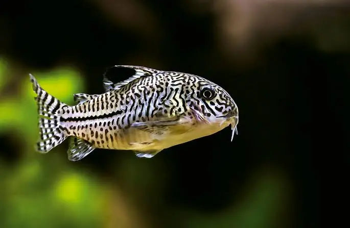 three lined corydora - corydoras trilineatus