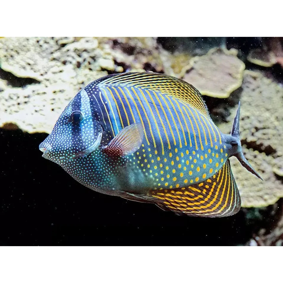 Marine Fish|Indian Ocean Sailfin Tang - Zebrasoma desjardinii|Cradle Coast Pet & Aquarium
