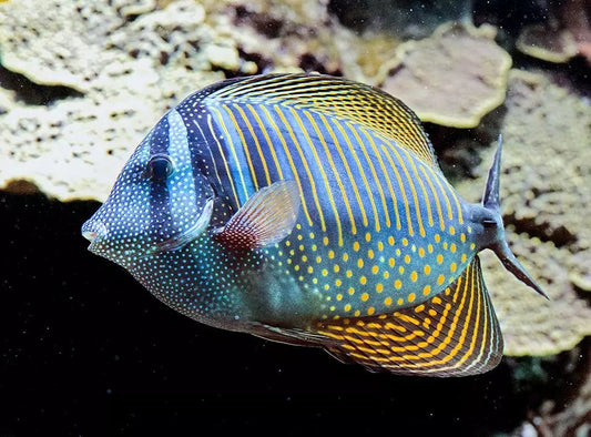 Marine Fish|Indian Ocean Sailfin Tang - Zebrasoma desjardinii|Cradle Coast Pet & Aquarium