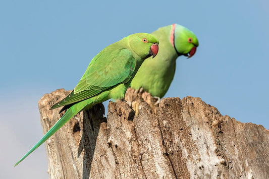 Live Birds|Indian Ringneck - Psittacula krameri|Cradle Coast Pet & Aquarium