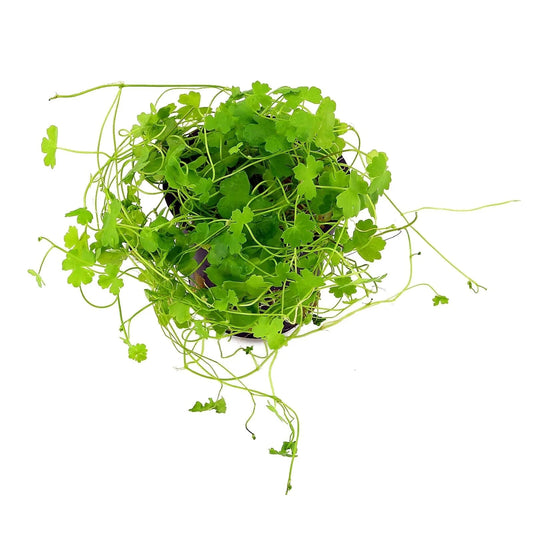 Live Plants|Japanese Pennywort - Hydrocotyle tripartita|Cradle Coast Pet & Aquarium