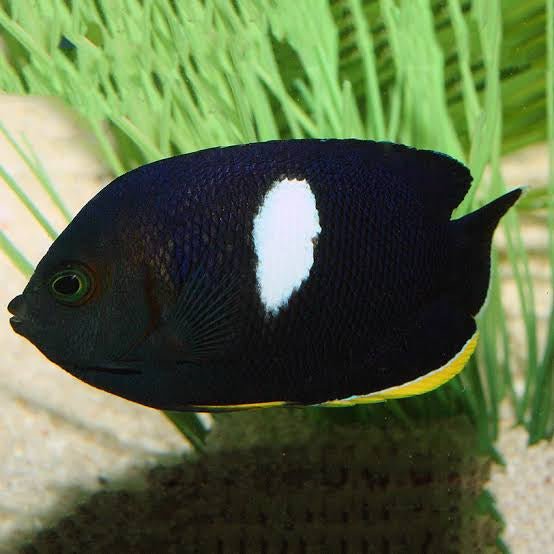 Marine Fish|Keyhole Angelfish - Centropyge tibicen|Cradle Coast Pet & Aquarium