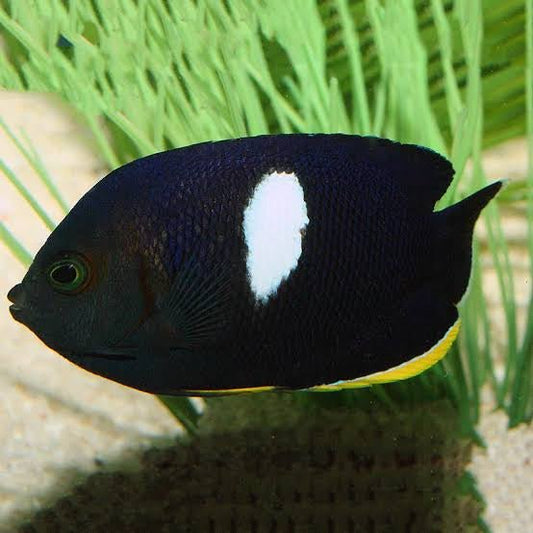Marine Fish|Keyhole Angelfish - Centropyge tibicen|Cradle Coast Pet & Aquarium