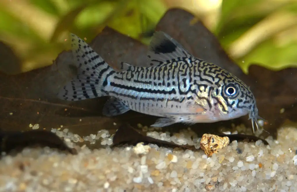 three lined corydora - corydoras trilineatus