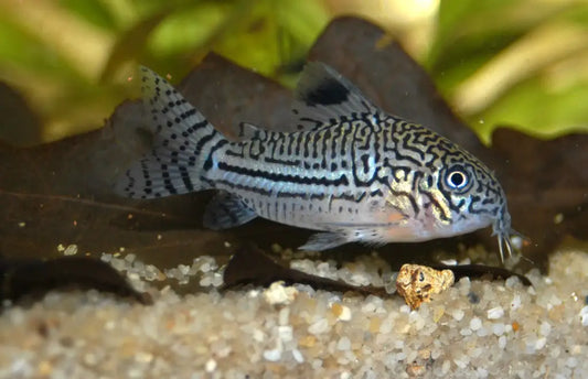 Three Lined Corydora - Corydoras trilineatus