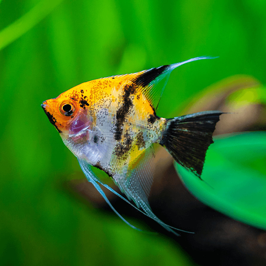 koi angelfish - pterophyllum scalare