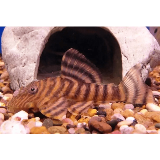 l002  tiger pekoltia pleco - panaqolus sp. - cradle coast pet & aquarium