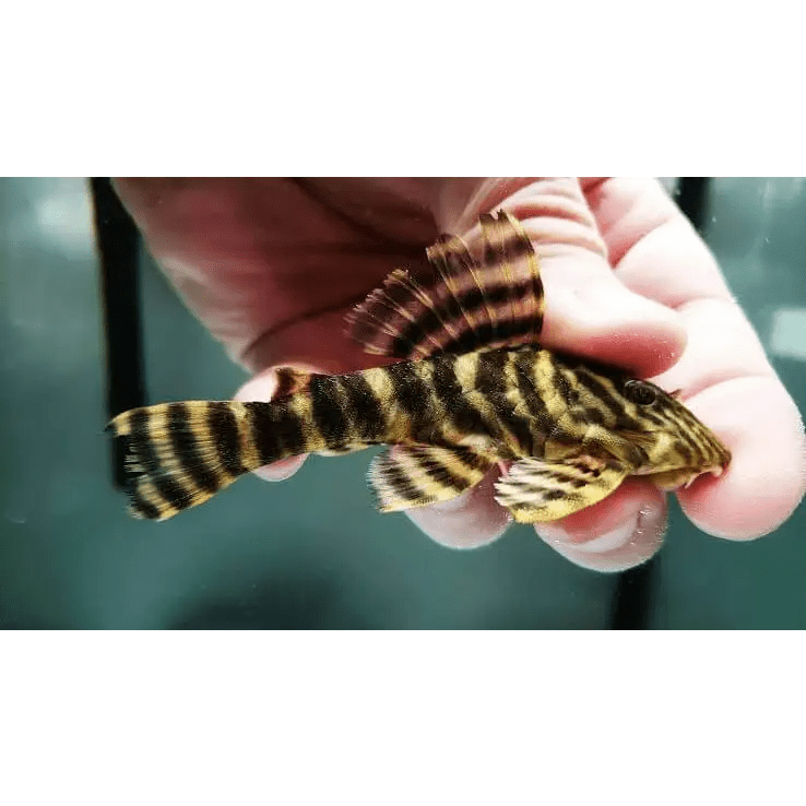 l002  tiger pekoltia pleco - panaqolus sp. - cradle coast pet & aquarium