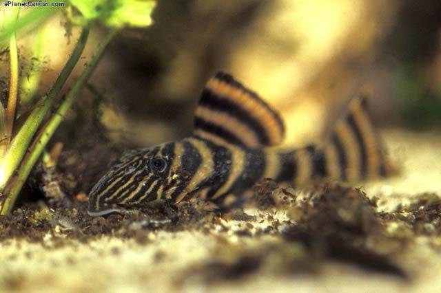 l002  tiger pekoltia pleco - panaqolus sp. - cradle coast pet & aquarium