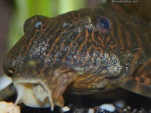 l002  tiger pekoltia pleco - panaqolus sp. - cradle coast pet & aquarium