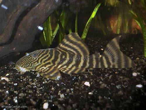 l002  tiger pekoltia pleco - panaqolus sp. - cradle coast pet & aquarium