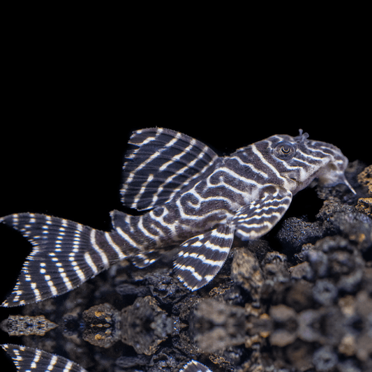 Live Fish|L333 King Tiger Pleco - Hypancistrus sp. L333|Cradle Coast Pet & Aquarium