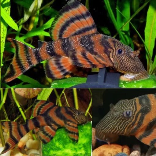 Freshwater Fish|L397 Alenquer Tiger Pleco - Panaqolus sp.|Cradle Coast Pet & Aquarium
