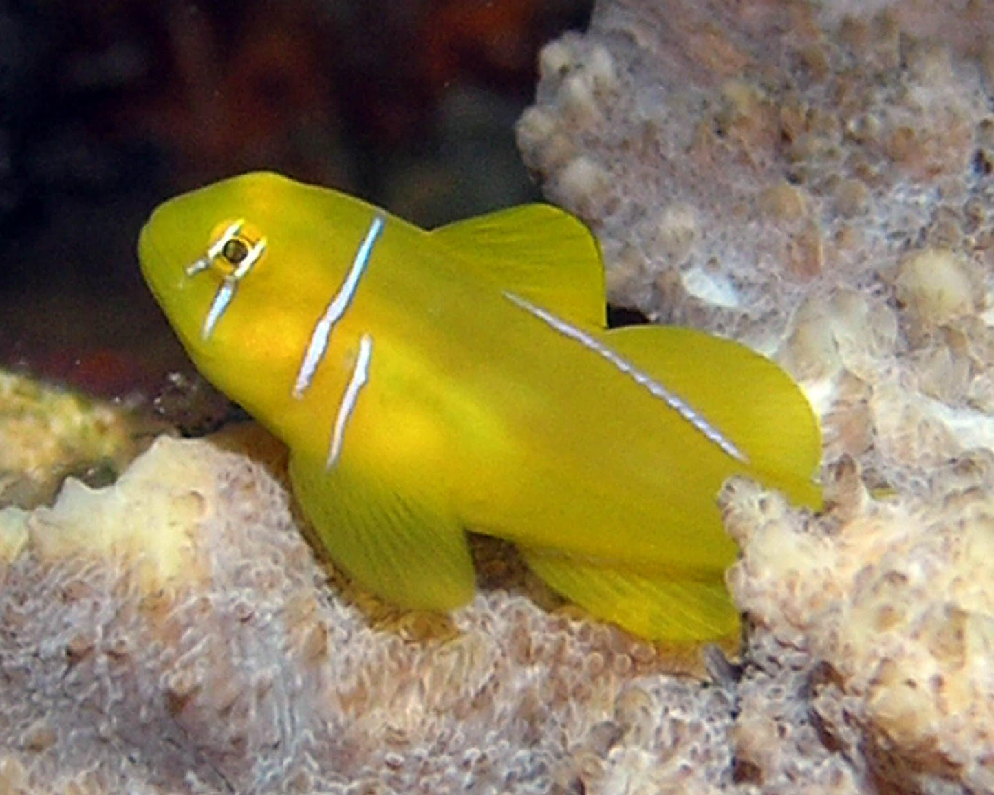 lemon coral goby - gobiodon citrinus - cradle coast pet & aquarium