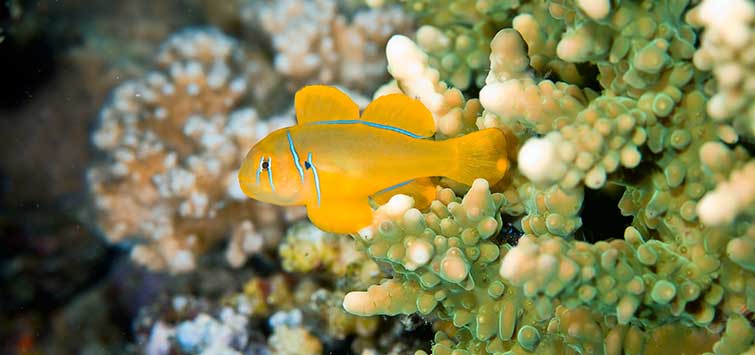 lemon coral goby - gobiodon citrinus - cradle coast pet & aquarium