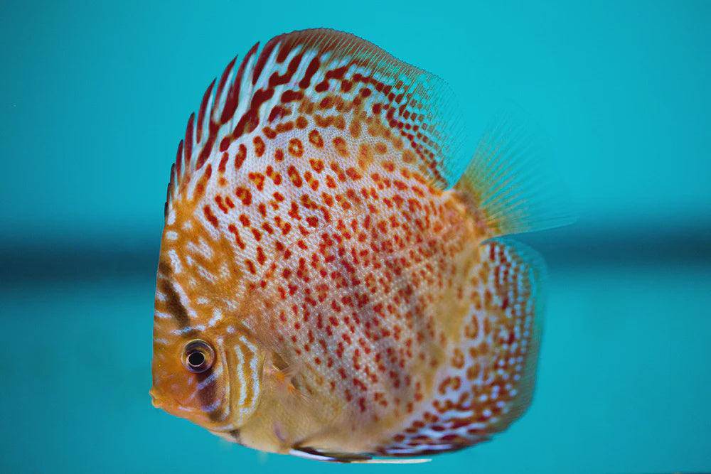 leopard spotted discus - symphosodon sp. - cradle coast pet & aquarium