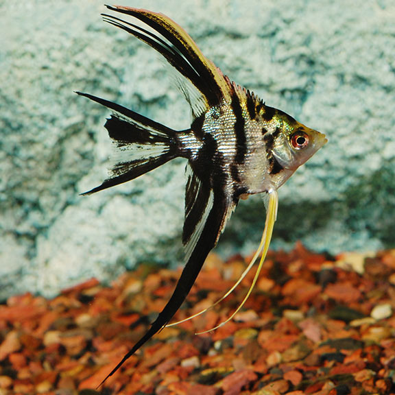 marble veil tail angelfish - pterophyllum scalare