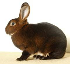 live animal - rabbit - cradle coast pet & aquarium