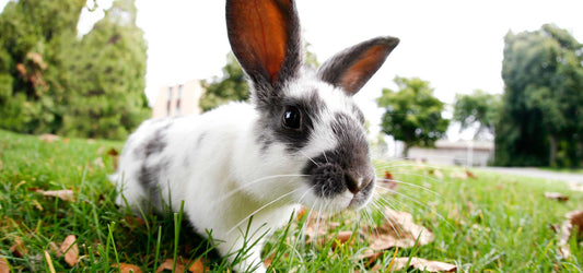 Live Animal - Rabbit - Cradle Coast Pet & Aquarium