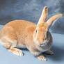 live animal - rabbit - cradle coast pet & aquarium