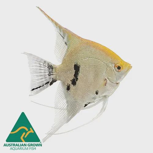 assorted angelfish - pterophyllum scalare - cradle coast pet & aquarium